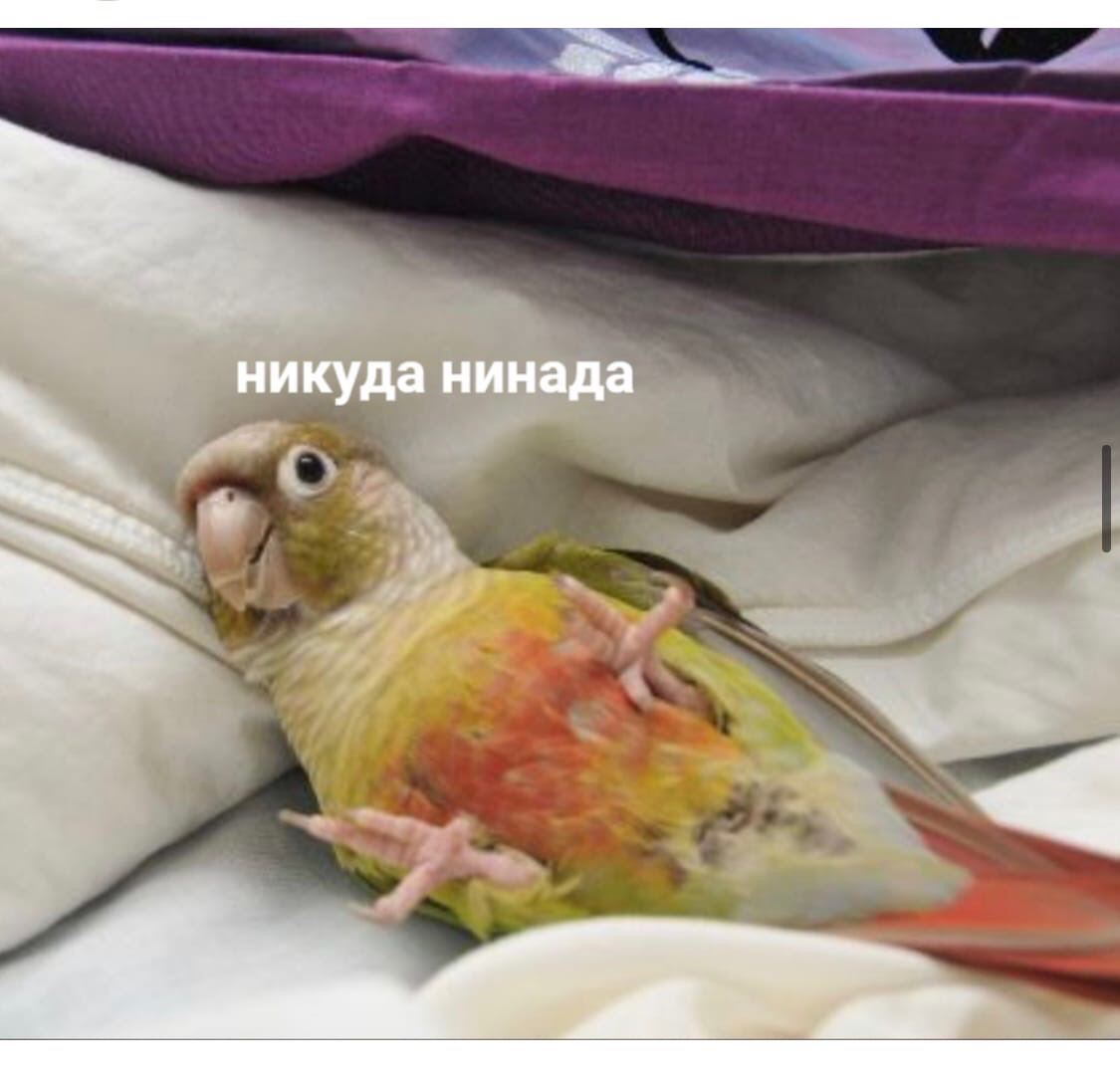Попугай ложится спать. Спящие попугаи. Попугай лежит. Попугай валяется. Лежачий попугай.