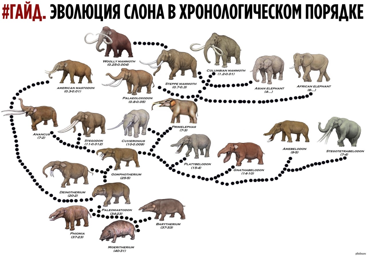 Древо эволюции хоботных